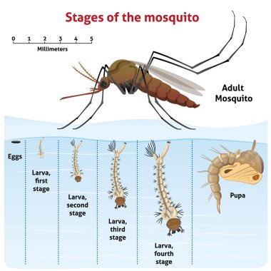 cout traitement anti termites