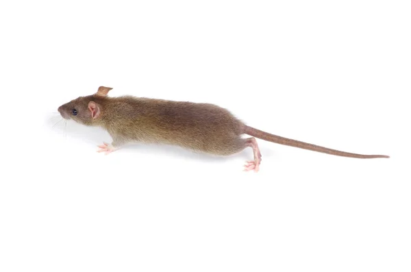 répulsifs contre les rats, protégez votre maison des rongeurs