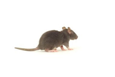 comment les rats entrent dans une maison | six endroits courants