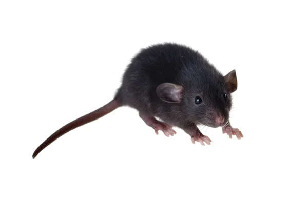 comment faire sortir les rats de chez moi | six étapes à suivre